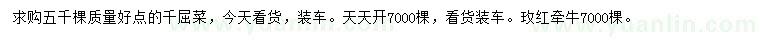 求購千屈菜、玫紅牽牛