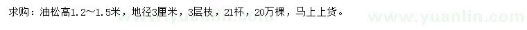 求購高1.2-1.5米油松