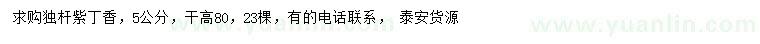 求購(gòu)5公分紫丁香
