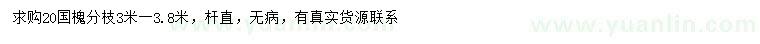 求購20公分國槐