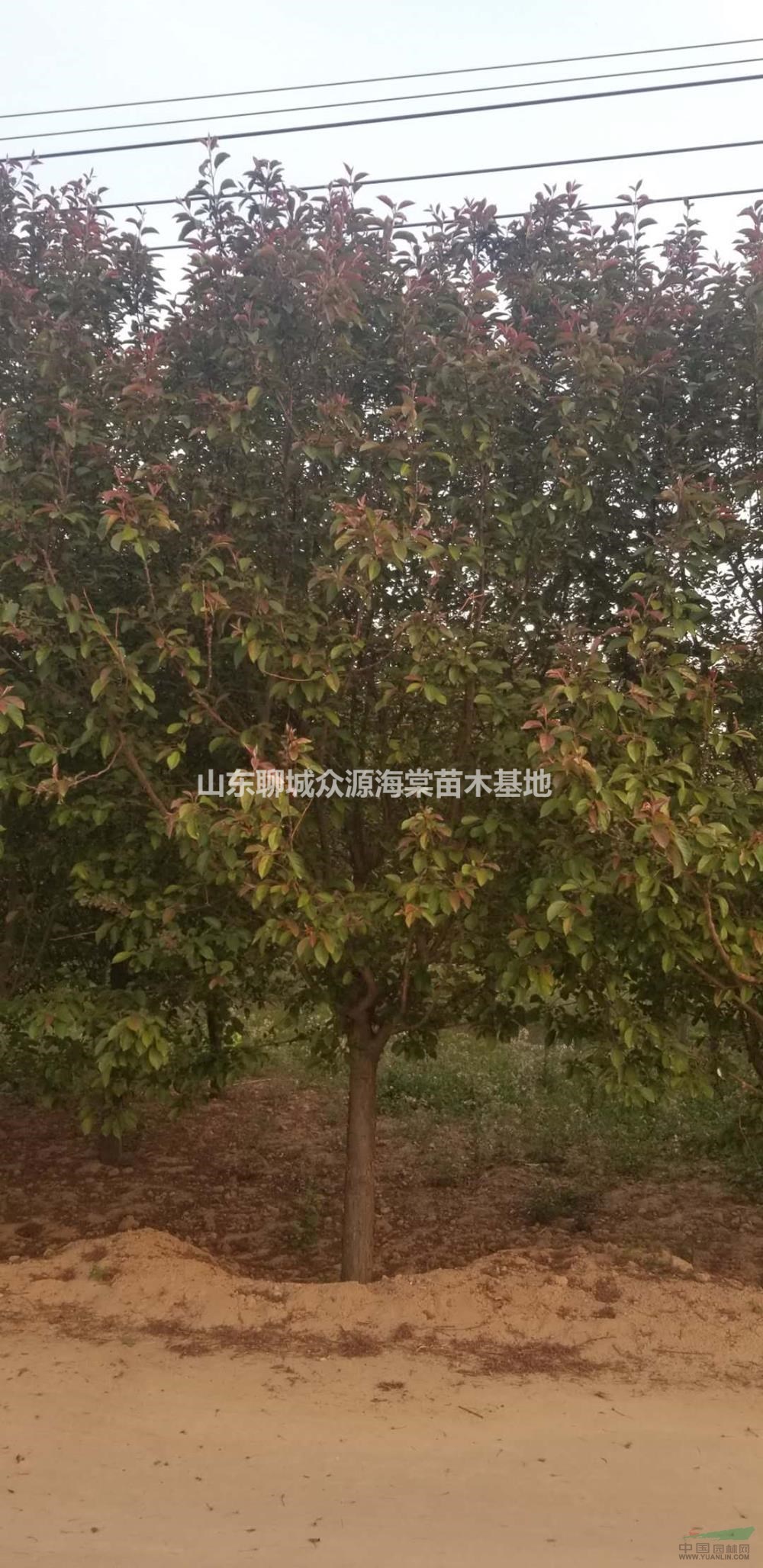 2019年山東絢麗海棠/供應(yīng)絲棉木6-7-8公分/柳樹新報價