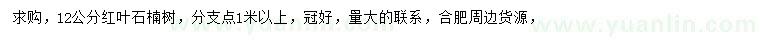 求購12公分紅葉石楠樹