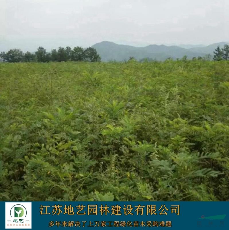 供應(yīng)紫穗槐產(chǎn)地 江蘇地藝園林苗圃基地 江蘇紫穗槐價(jià)格