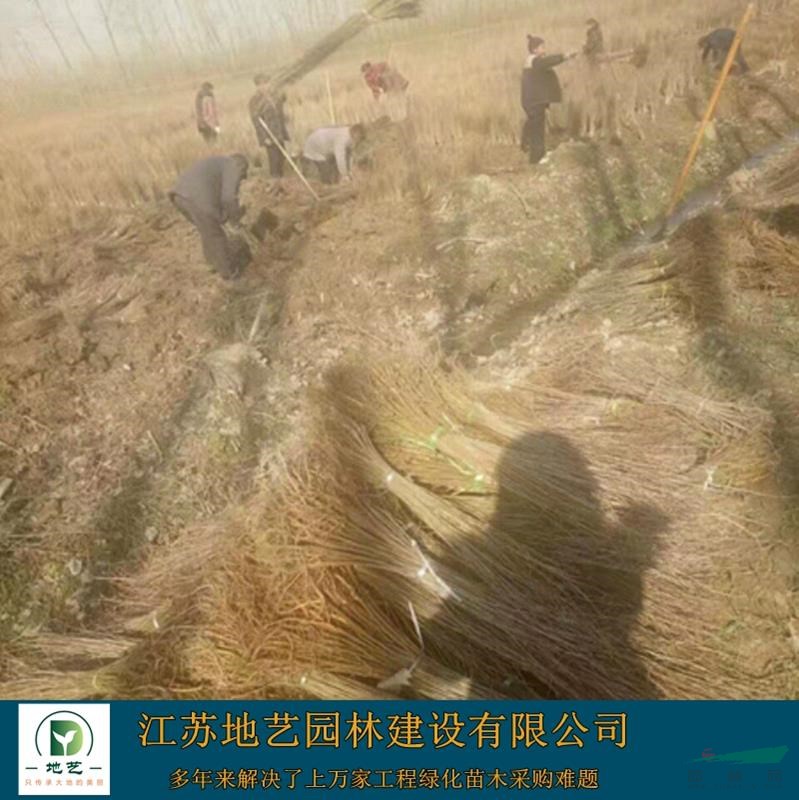 供應(yīng)紫穗槐產(chǎn)地 江蘇地藝園林苗圃基地 江蘇紫穗槐價(jià)格