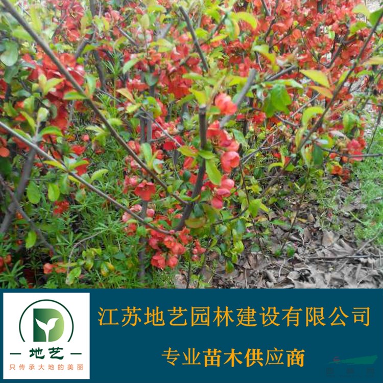 地藝苗圃大量供應(yīng)貼梗海棠 貼梗海棠基地 貼梗海棠價格