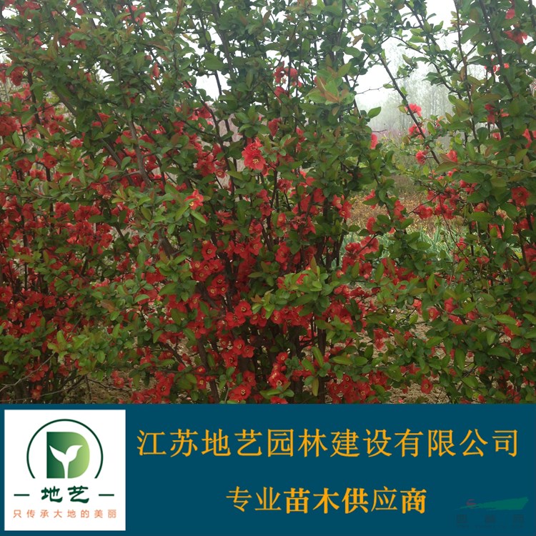 地藝苗圃大量供應(yīng)貼梗海棠 貼梗海棠基地 貼梗海棠價格