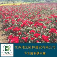 地藝苗圃大量供應(yīng)紅帽月季 紅帽月季基地 紅花月季價(jià)格