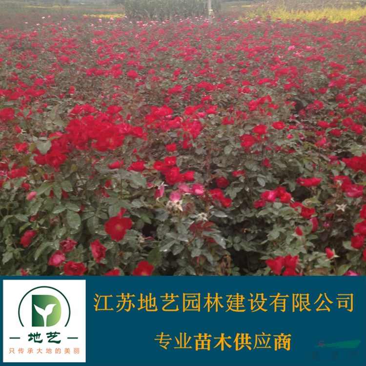 地藝苗圃大量供應紅帽月季 紅帽月季基地 紅花月季價格