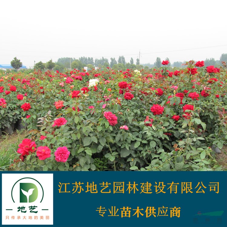 地藝苗圃大量供應紅帽月季 紅帽月季基地 紅花月季價格