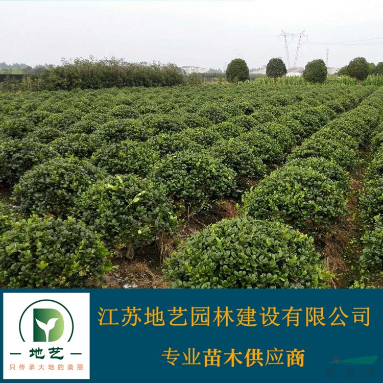 地藝苗圃大量供應無刺構骨球 無刺構骨球球基地 無刺構骨球價格