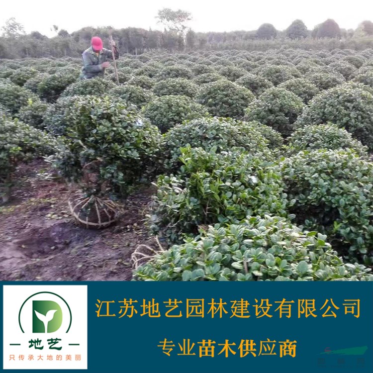 地藝苗圃大量供應無刺構骨球 無刺構骨球球基地 無刺構骨球價格