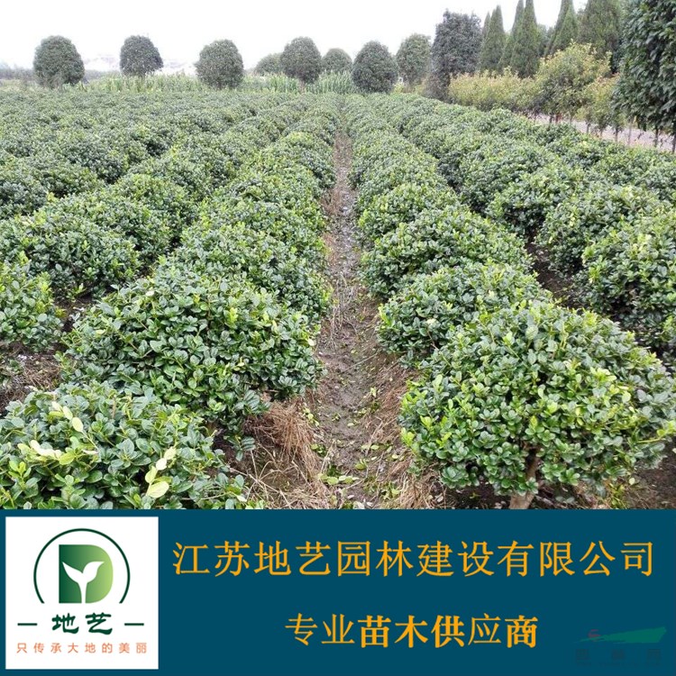 地藝苗圃大量供應無刺構骨球 無刺構骨球球基地 無刺構骨球價格