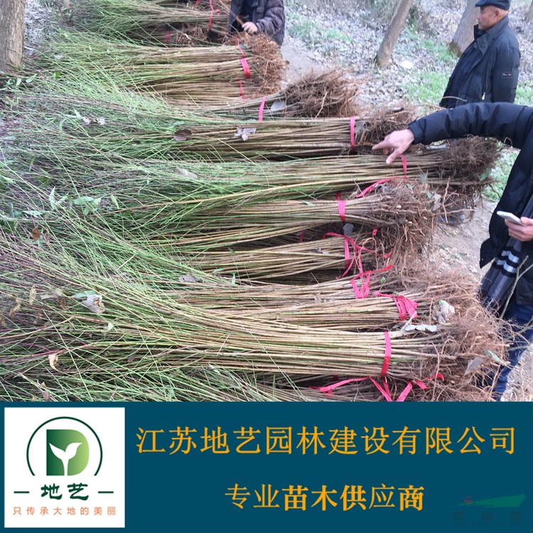 地藝苗圃大量供應桃樹小苗 江蘇碧桃  碧桃圖片