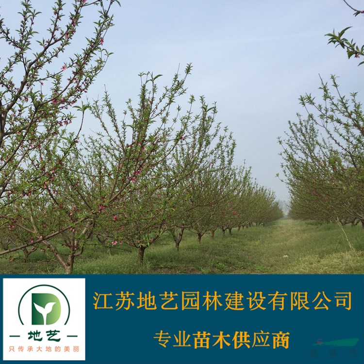 地藝苗圃大量供應桃樹小苗 江蘇碧桃  碧桃圖片