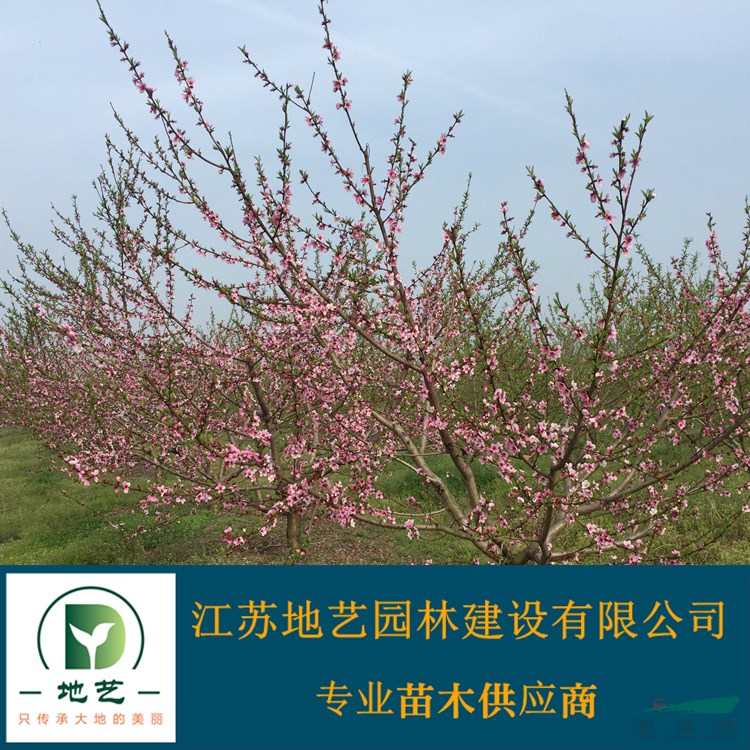 地藝苗圃大量供應桃樹小苗 江蘇碧桃  碧桃圖片