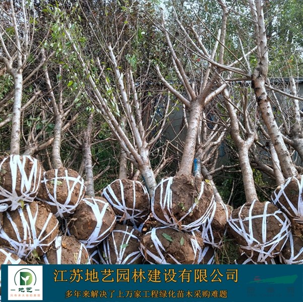 基地直銷碧桃 桃樹照片 江蘇碧桃產(chǎn)地 青葉桃樹價(jià)格