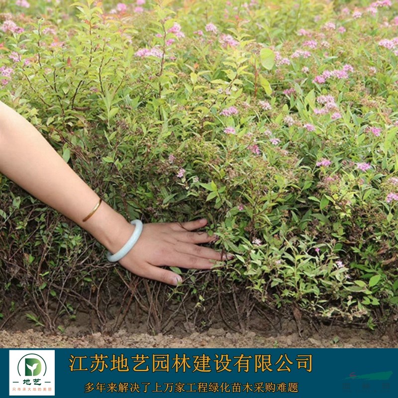基地直銷繡線菊  紅花繡線菊照片 江蘇金焰繡繡線菊基地