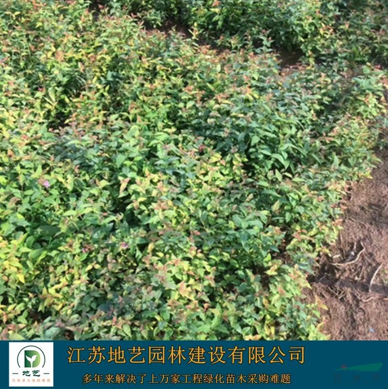基地直銷繡線菊  紅花繡線菊照片 江蘇金焰繡繡線菊基地