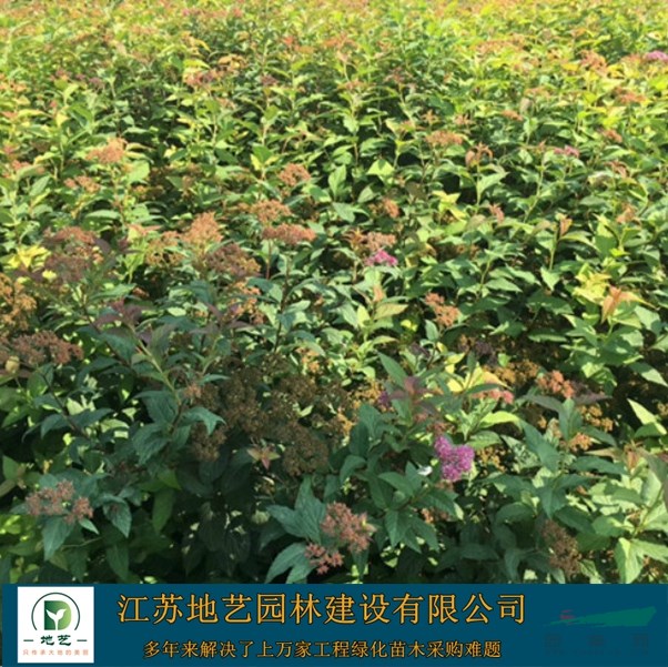 基地直銷繡線菊  紅花繡線菊照片 江蘇金焰繡繡線菊基地