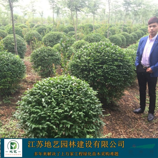 地藝苗圃大量小葉女貞球 小葉女貞球基地 江蘇小葉女貞價格