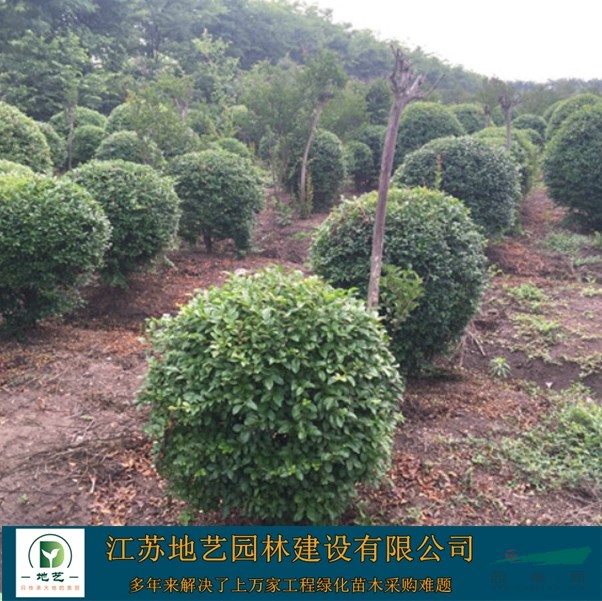 地藝苗圃大量小葉女貞球 小葉女貞球基地 江蘇小葉女貞價格