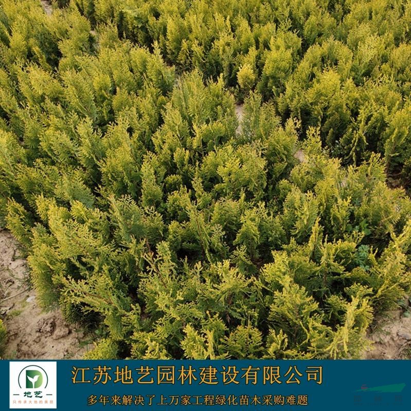 灑金柏苗圃基地、灑金柏產地、江蘇地藝園林灑金柏