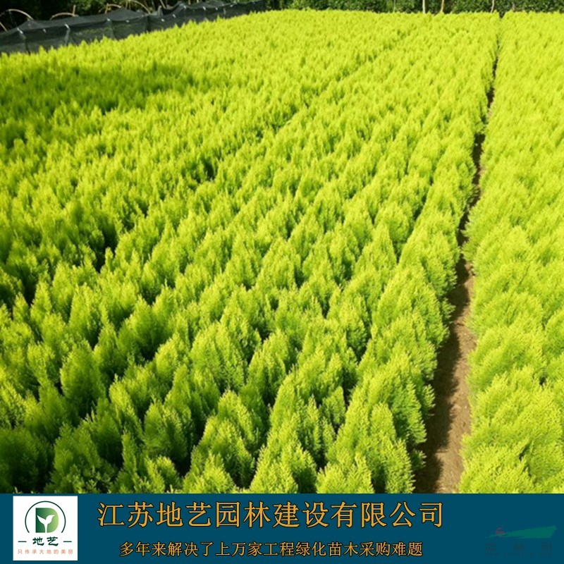 灑金柏苗圃基地、灑金柏產地、江蘇地藝園林灑金柏