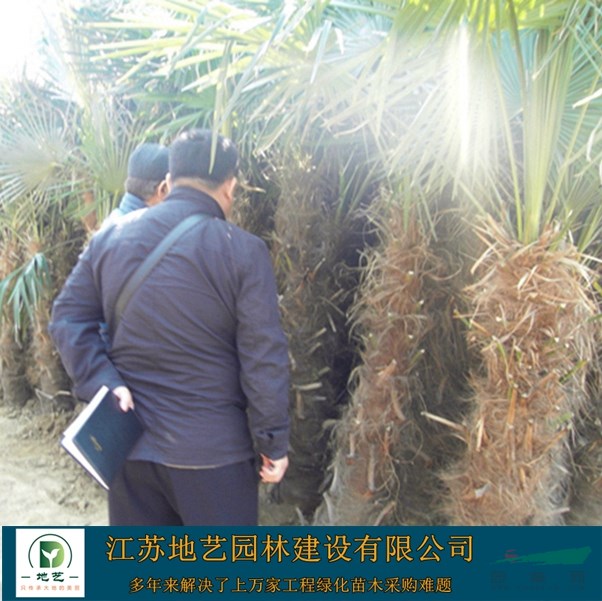 地藝苗圃大量供應棕櫚 江蘇棕櫚基地 江蘇棕櫚價格