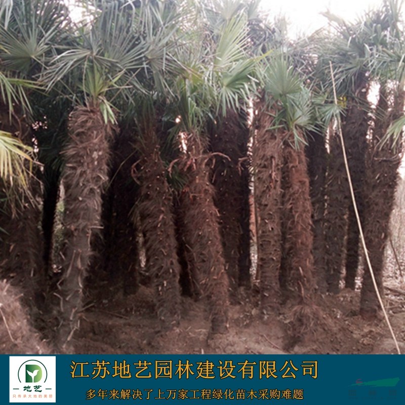 地藝苗圃大量供應棕櫚 江蘇棕櫚基地 江蘇棕櫚價格