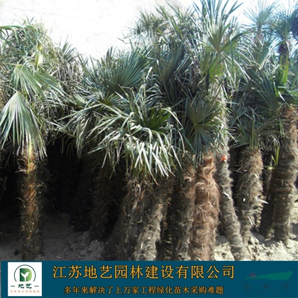 地藝苗圃大量供應棕櫚 江蘇棕櫚基地 江蘇棕櫚價格