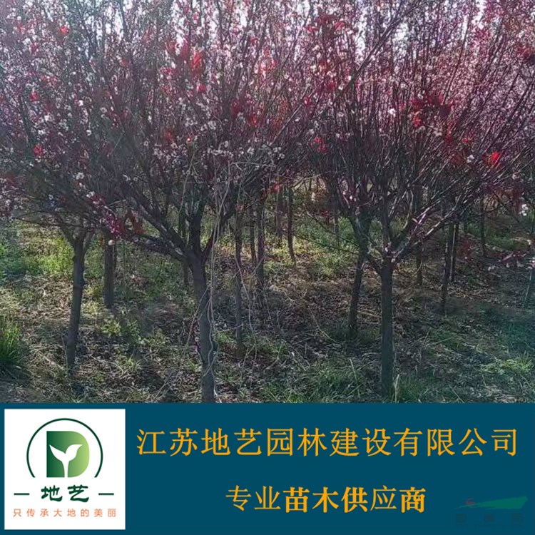 供應紫葉矮櫻 江蘇紫葉矮櫻價格產(chǎn)地 江蘇地藝園林苗圃基地