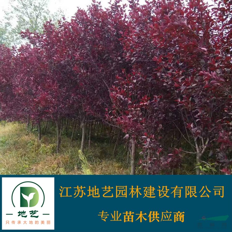 供應紫葉矮櫻 江蘇紫葉矮櫻價格產(chǎn)地 江蘇地藝園林苗圃基地