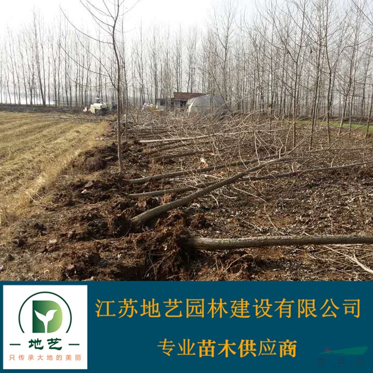 地藝苗圃大量供應楊樹  江蘇意楊基地 楊樹價格 楊樹圖片