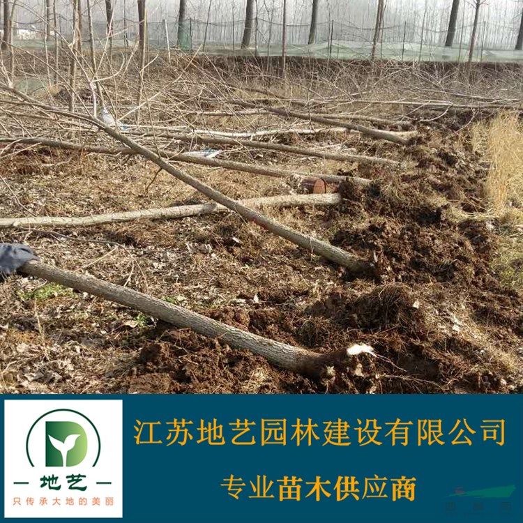 地藝苗圃大量供應楊樹  江蘇意楊基地 楊樹價格 楊樹圖片