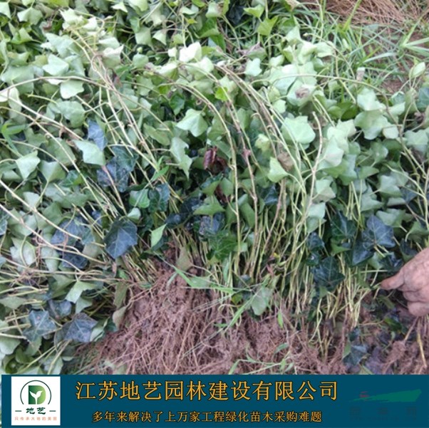 基地直銷(xiāo)常青藤 常青藤照片 江蘇常青藤產(chǎn)地
