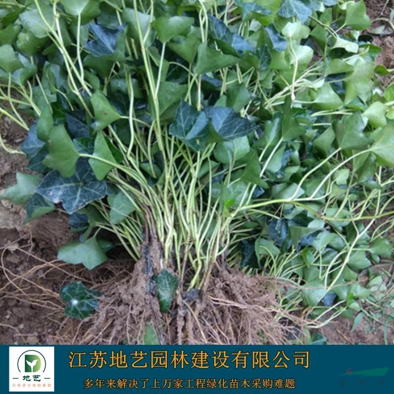 基地直銷(xiāo)常青藤 常青藤照片 江蘇常青藤產(chǎn)地