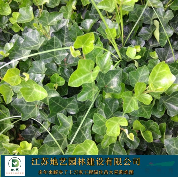 基地直銷(xiāo)常青藤 常青藤照片 江蘇常青藤產(chǎn)地