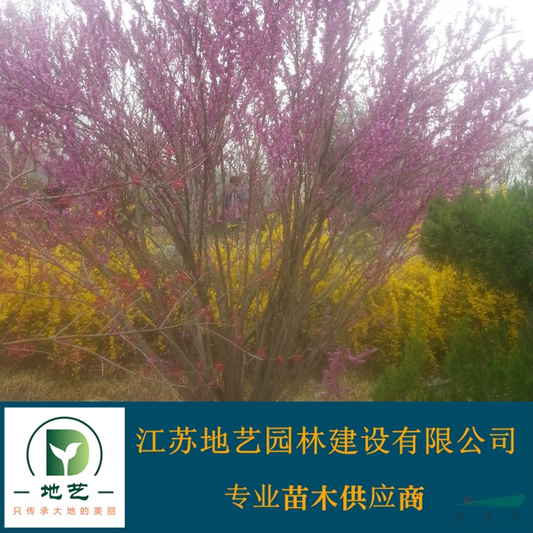 供應叢生紫荊小苗 江蘇叢生紫荊小苗產地 江蘇地藝園林苗圃基地