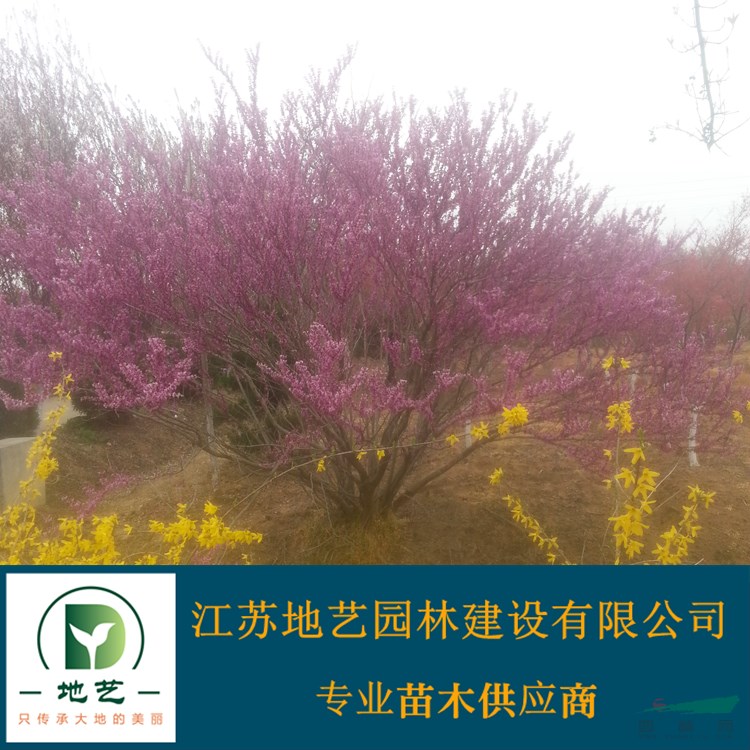 供應叢生紫荊小苗 江蘇叢生紫荊小苗產地 江蘇地藝園林苗圃基地