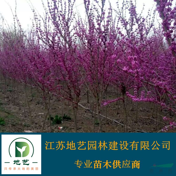 供應叢生紫荊小苗 江蘇叢生紫荊小苗產地 江蘇地藝園林苗圃基地