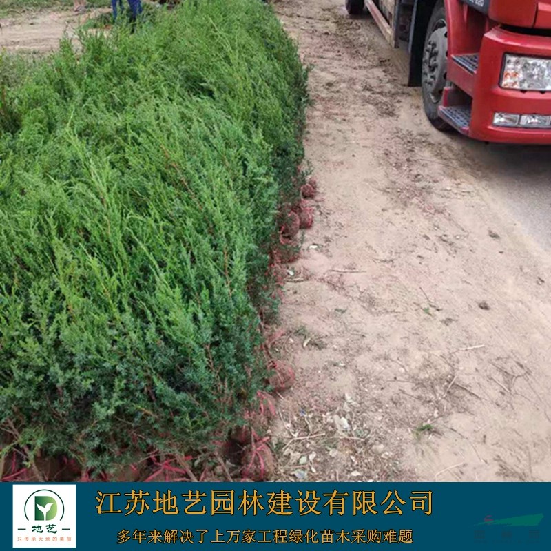 北京檜 北京檜產地 江蘇地藝園林苗圃基地 刺柏球 刺松球