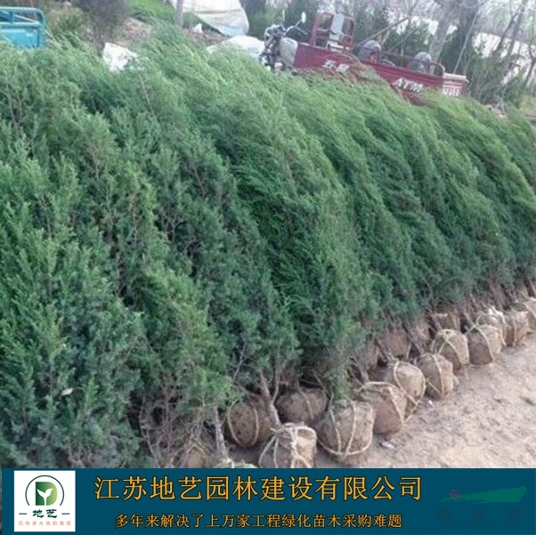 北京檜 北京檜產地 江蘇地藝園林苗圃基地 刺柏球 刺松球