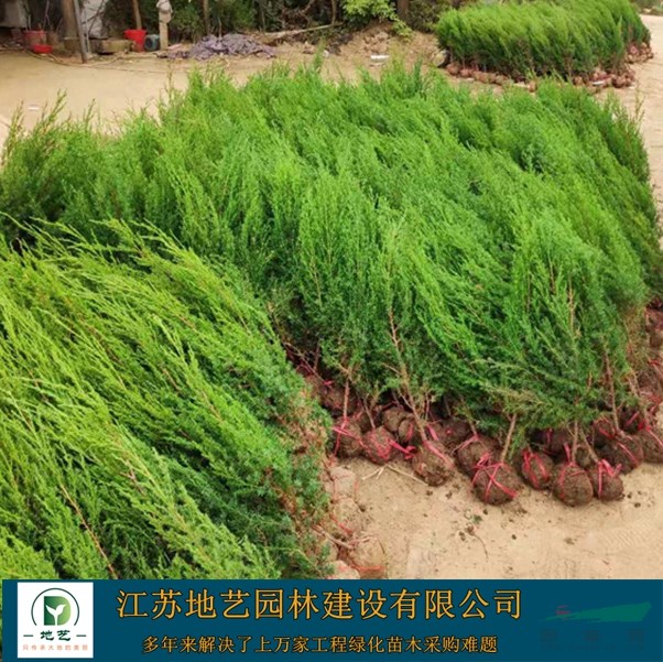 北京檜 北京檜產地 江蘇地藝園林苗圃基地 刺柏球 刺松球