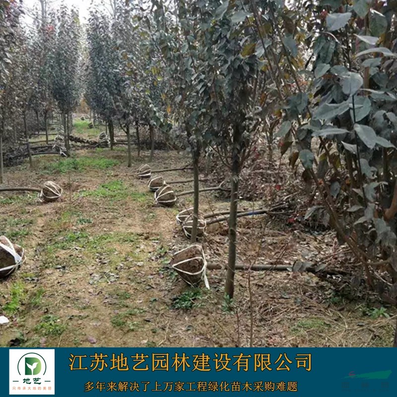 基地直銷紫葉李 紫葉李照片 江蘇紫葉李產(chǎn)地 紫葉李價格