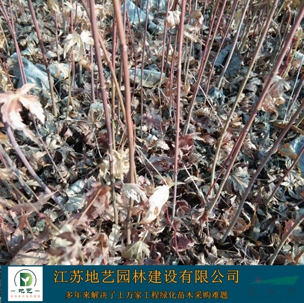 供應雞爪槭小苗 江蘇雞爪槭小苗產地 江蘇地藝園林苗圃基地