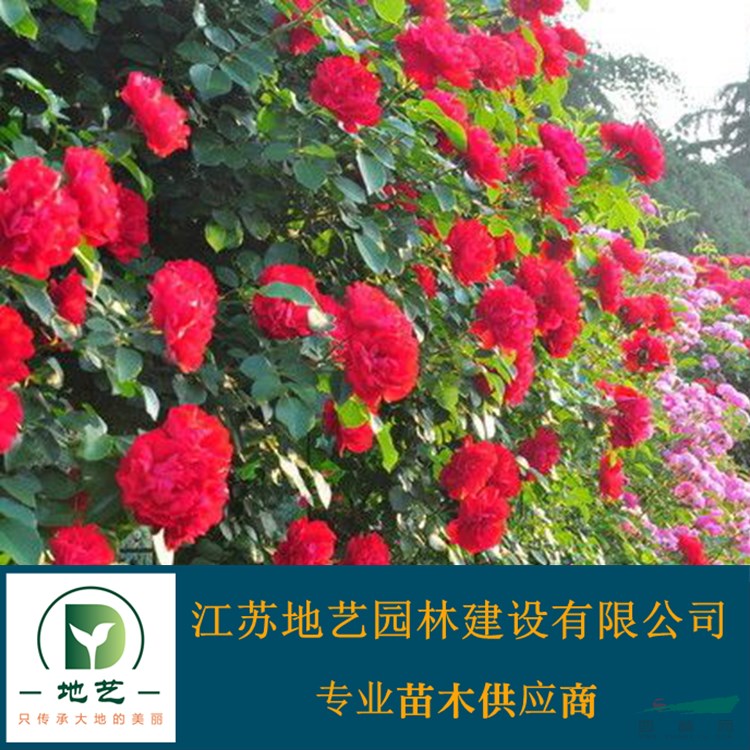 供應(yīng)藤本薔薇價格 江蘇地藝園林苗圃基地 江蘇藤本薔薇 爬墻梅