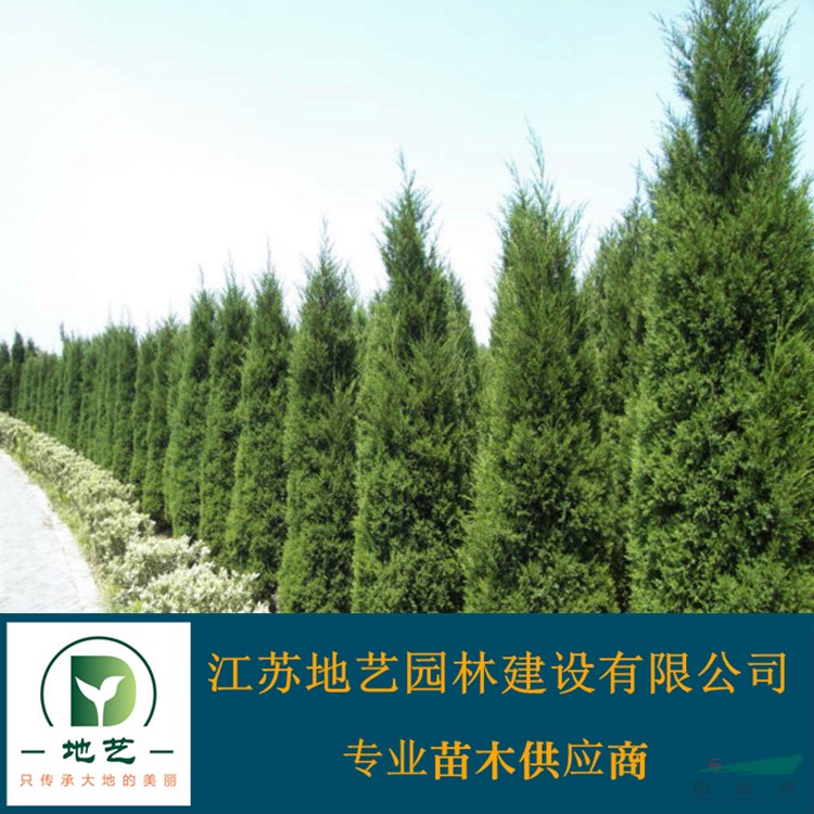 江蘇蜀檜價(jià)格 江蘇檜柏價(jià)格 江蘇塔柏價(jià)格 江蘇圓柏價(jià)格