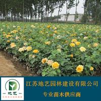 江蘇黃帽月季 江蘇紅花月季價(jià)格 大花月季價(jià)格 品種月季價(jià)格