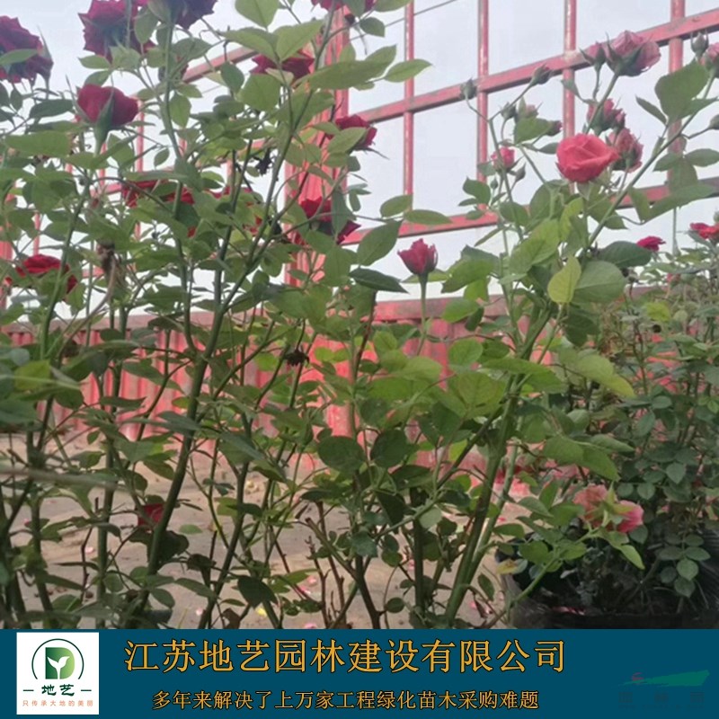 紅花月季 大花月結(jié) 地藝苗圃大量供應(yīng)品種月季 月季基地