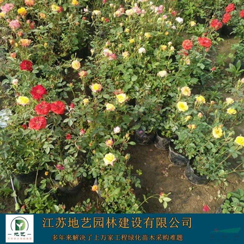 江蘇月季價(jià)格 豐花月季價(jià)格 品種月季基地 江蘇地藝苗圃